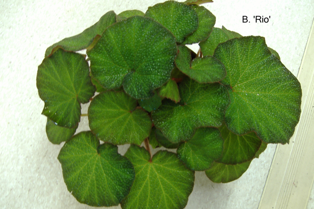 B. ‘Rio’